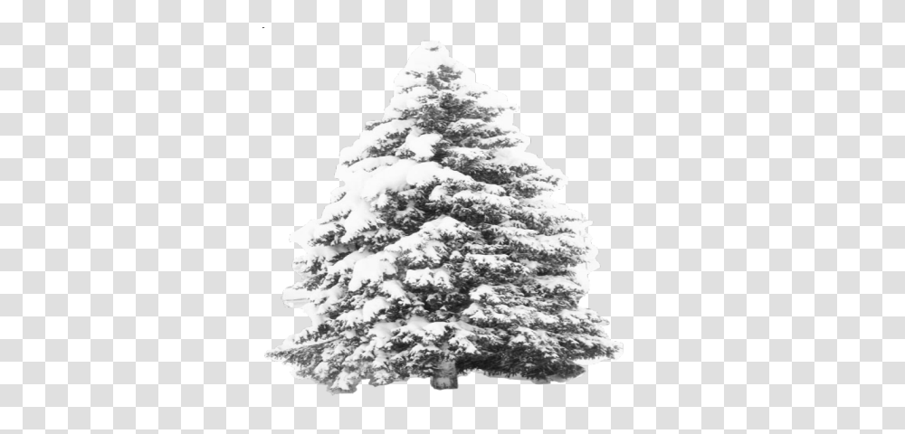 Snow Tree Roblox Pine Tree Snow, Plant, Fir, Abies, Christmas Tree Transparent Png