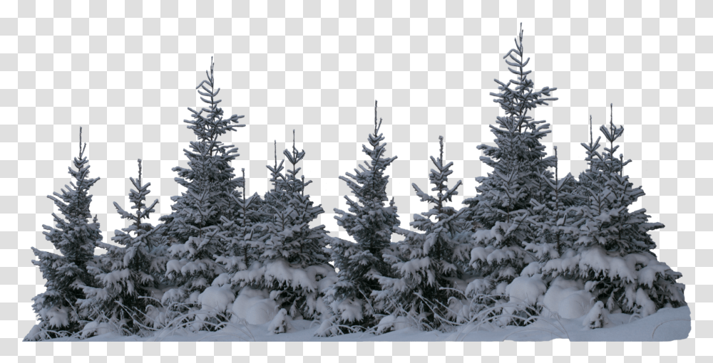 Snow Tree Transparent Png