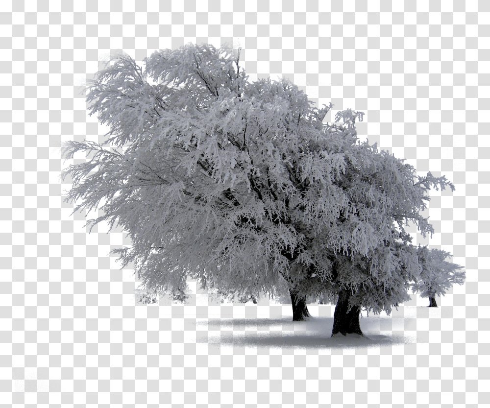 Snow Trees Photoshop Overlays Backgrounds Backdrops Nature Overlays Winter Snow Transparent Png