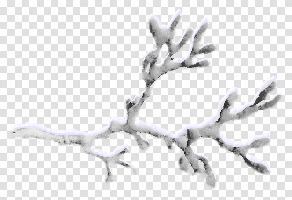 Snow Twig Snowcovered Branches Download 17451178 Snow Tree Branch, Plant, Root, Drawing, Art Transparent Png