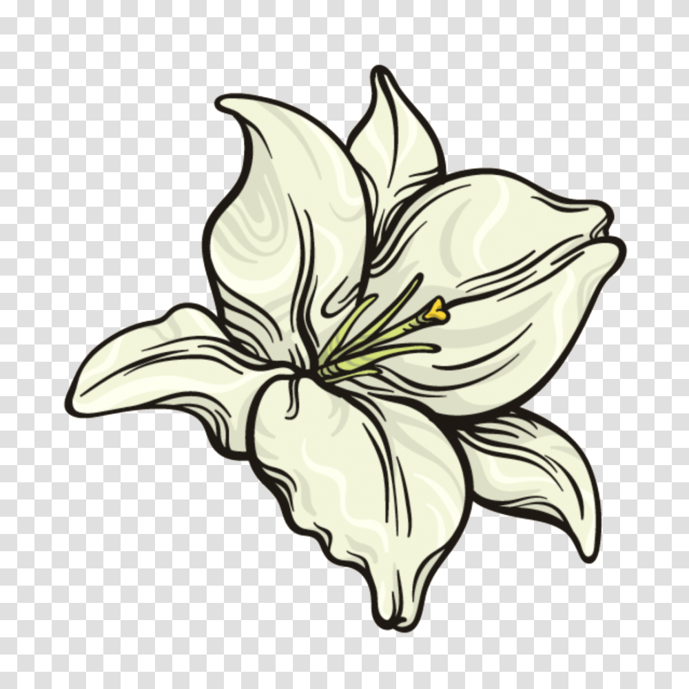Snow White Flower Free Download Vector, Plant, Lily, Blossom, Antelope Transparent Png