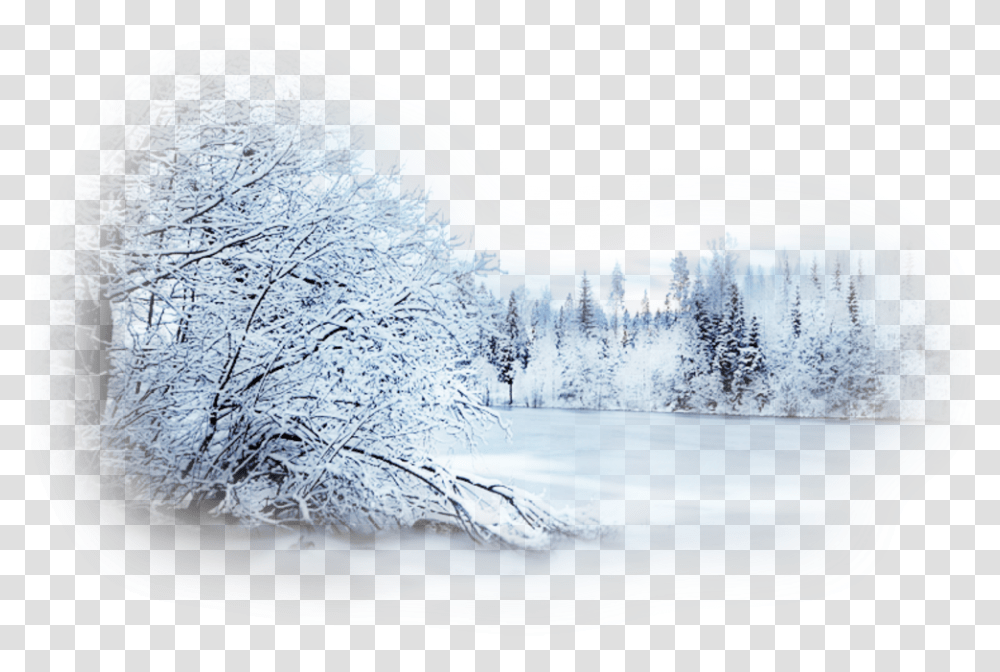Snow Winter Blizzard Desktop Wallpaper Landscape Forest Snowy Tree Background, Nature, Outdoors, Scenery, Plant Transparent Png