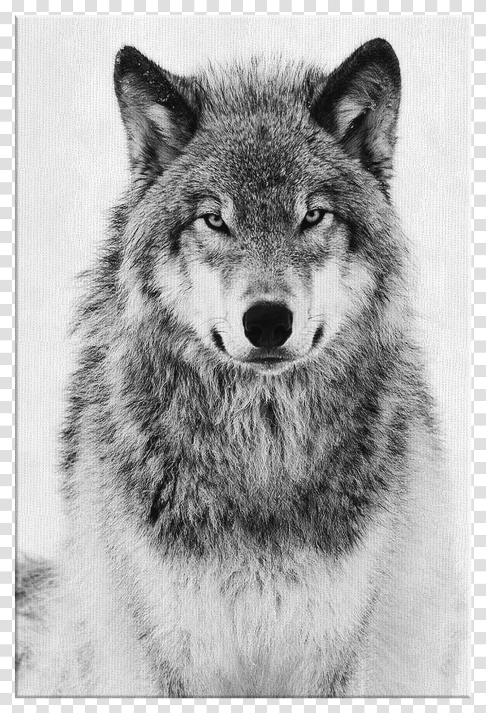 Snow Wolf, Mammal, Animal, Dog, Pet Transparent Png