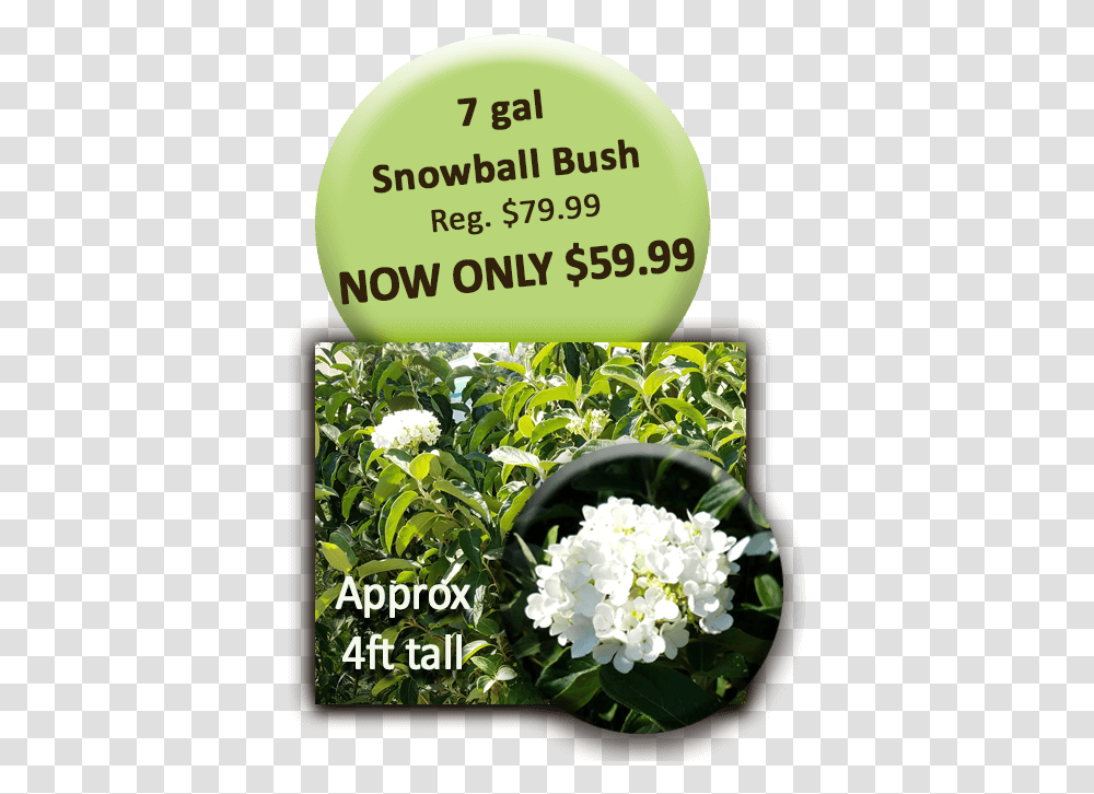 Snowball Bush Board Walk, Plant, Flower, Vegetation, Outdoors Transparent Png