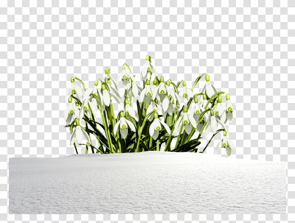 Snowdrop 960, Nature, Plant, Flower, Blossom Transparent Png