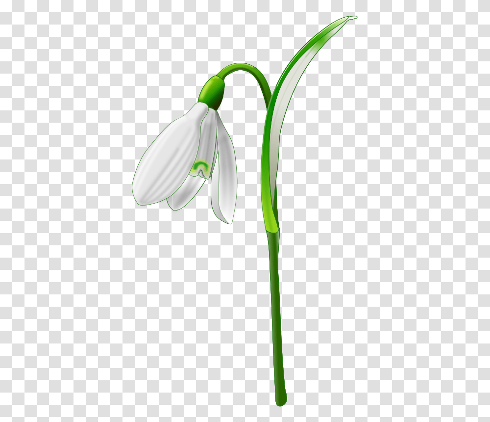 Snowdrop, Nature, Plant, Amaryllidaceae, Flower Transparent Png