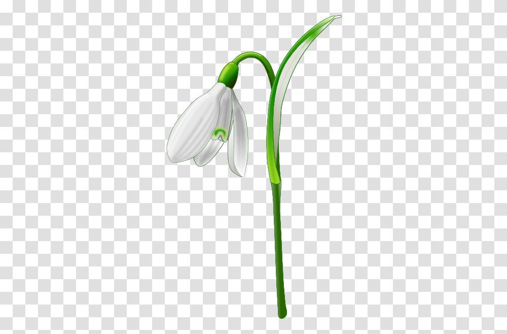 Snowdrop, Plant, Flower, Blossom, Petal Transparent Png