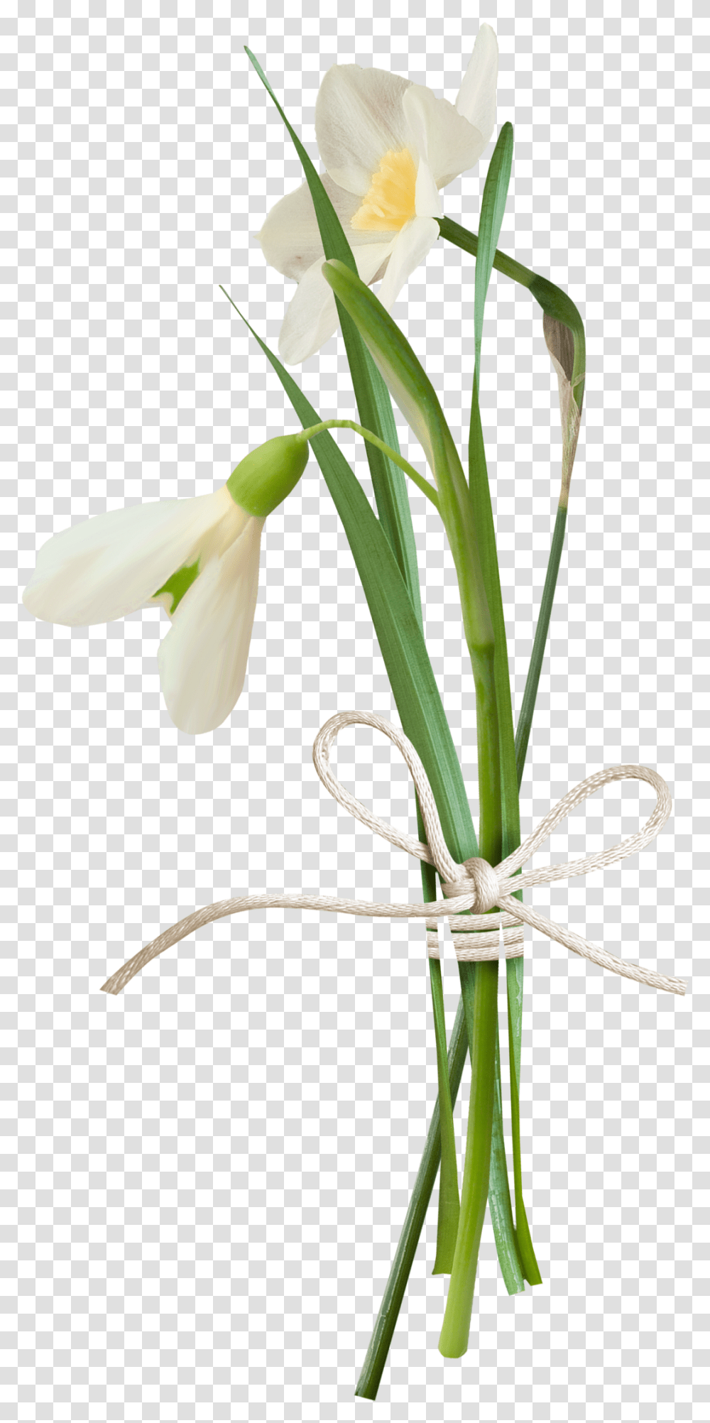 Snowdrop, Plant, Flower, Leaf, Poster Transparent Png