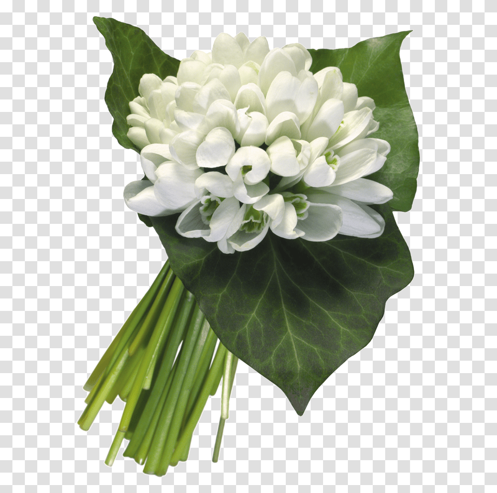 Snowdrops Bouquet, Plant, Flower, Blossom, Dahlia Transparent Png