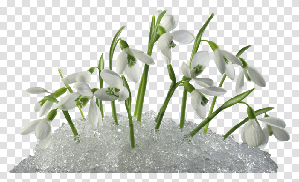 Snowdrops In Snow, Plant, Flower, Blossom, Amaryllidaceae Transparent Png