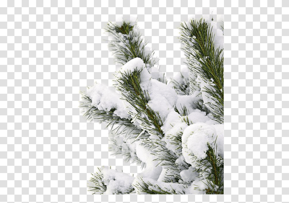 Snowtree Snow Branch Snow Pine Tree, Plant, Fir, Abies, Conifer Transparent Png