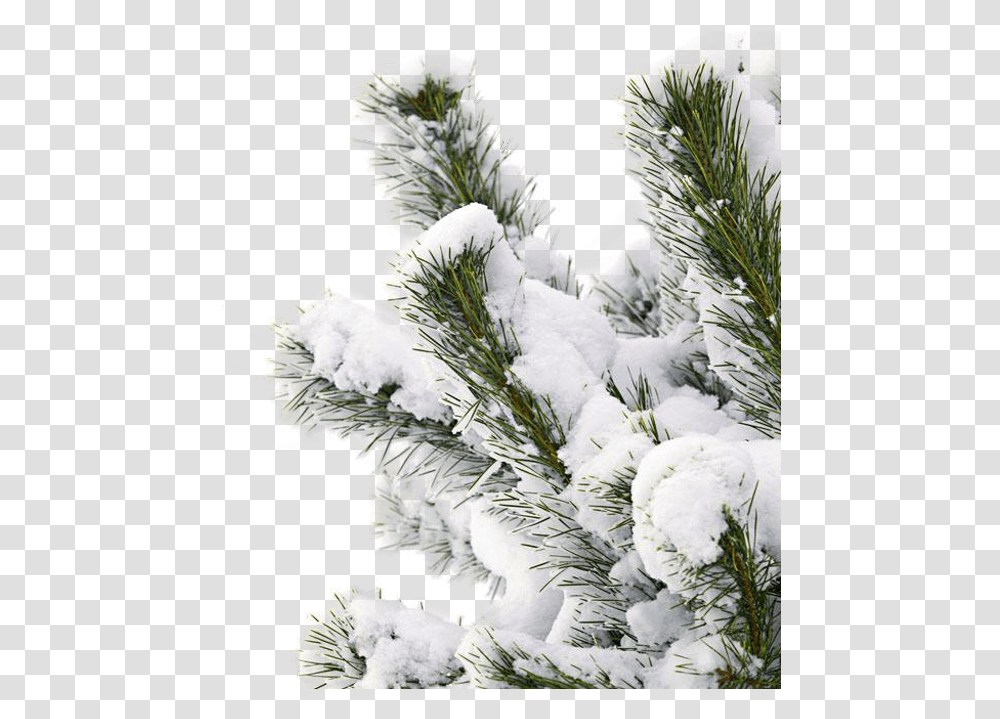 Snowtree Snow Branch Winter Snow Background, Plant, Fir, Abies, Conifer Transparent Png