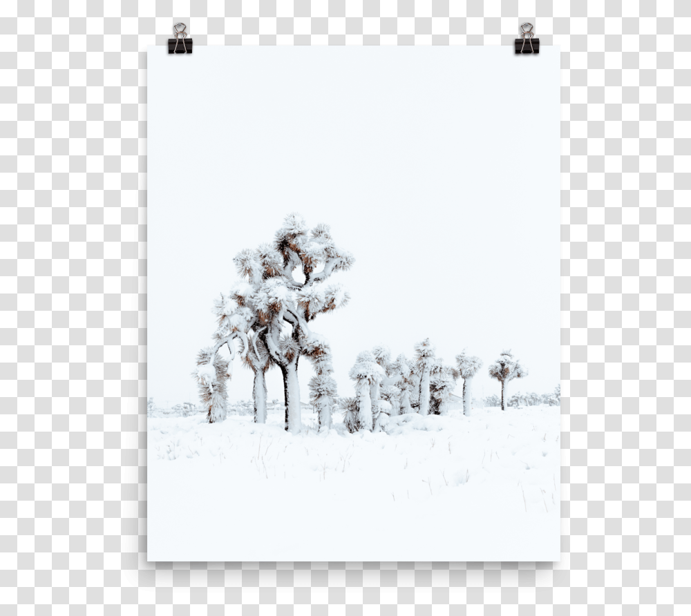 Snowy Joshua Tree - Isley Reust Tree, Nature, Outdoors, Ice, Winter Transparent Png