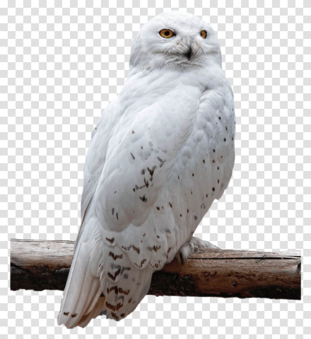 Snowy Owl Background, Bird, Animal Transparent Png