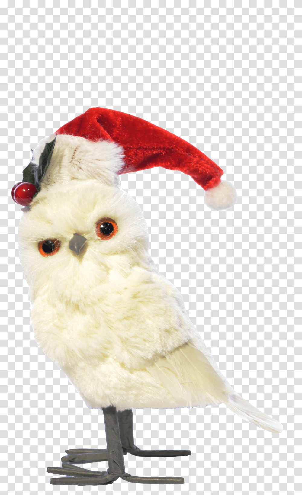 Snowy Owl, Bird, Animal, Beak, Cockatoo Transparent Png