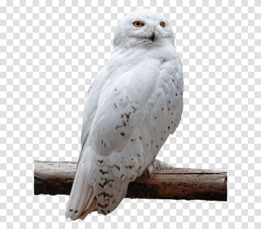 Snowy Owl, Bird, Animal Transparent Png