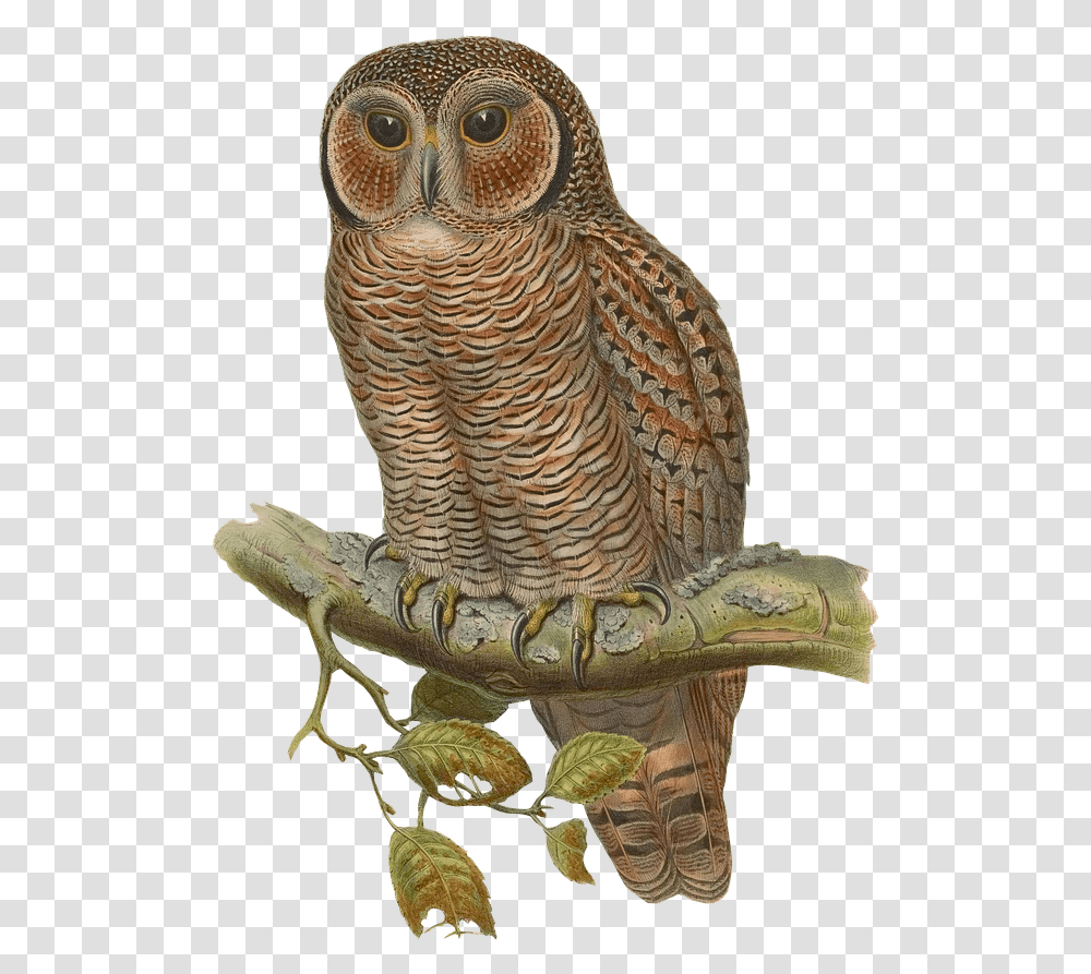 Snowy Owl Bird Eurasian Eagle Forest Owl, Animal Transparent Png