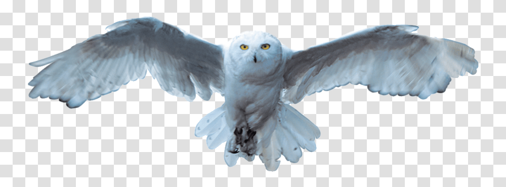 Snowy Owl Bird Owl White Snowy Owl, Animal, Flying, Beak Transparent Png