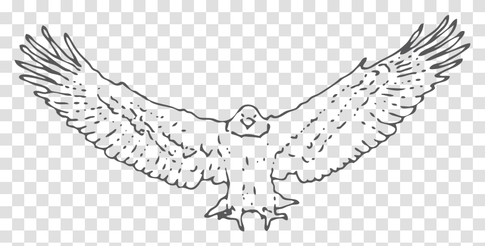 Snowy Owl, Eagle, Bird, Animal, Vulture Transparent Png