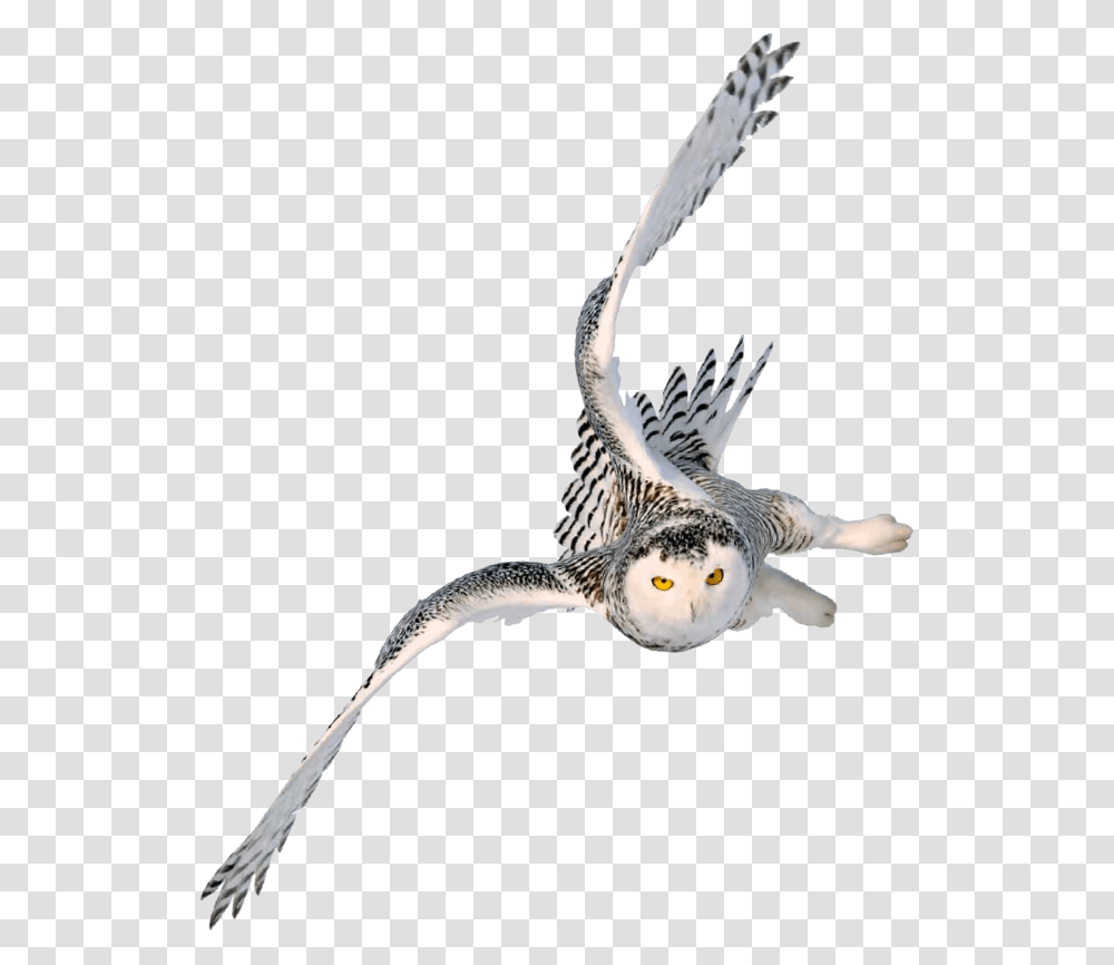 Snowy Owl Image Portable Network Graphics Barn Owl Harry Potter Owl Flying, Bird Transparent Png