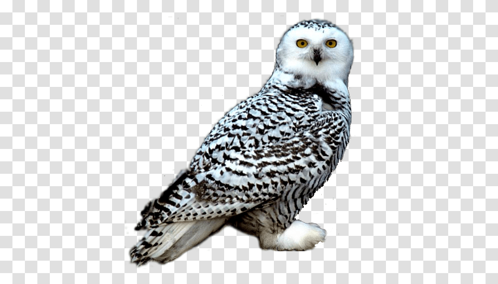 Snowy Owl Night Owl Clipart Snowy Owl, Bird, Animal, Beak Transparent Png