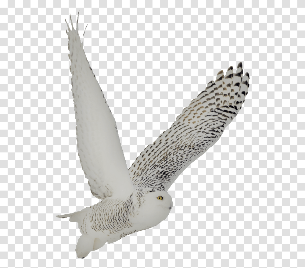 Snowy Owl Soto Side Snowy Owl Background, Bird, Animal, Kite Bird, Flying Transparent Png