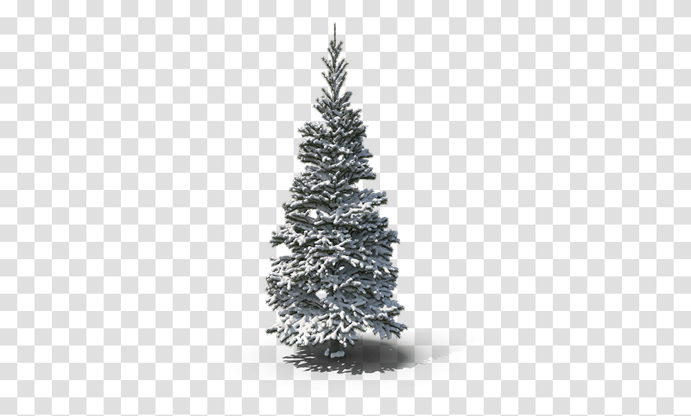 Snowy Pine Tree, Christmas Tree, Ornament, Plant, Fir Transparent Png