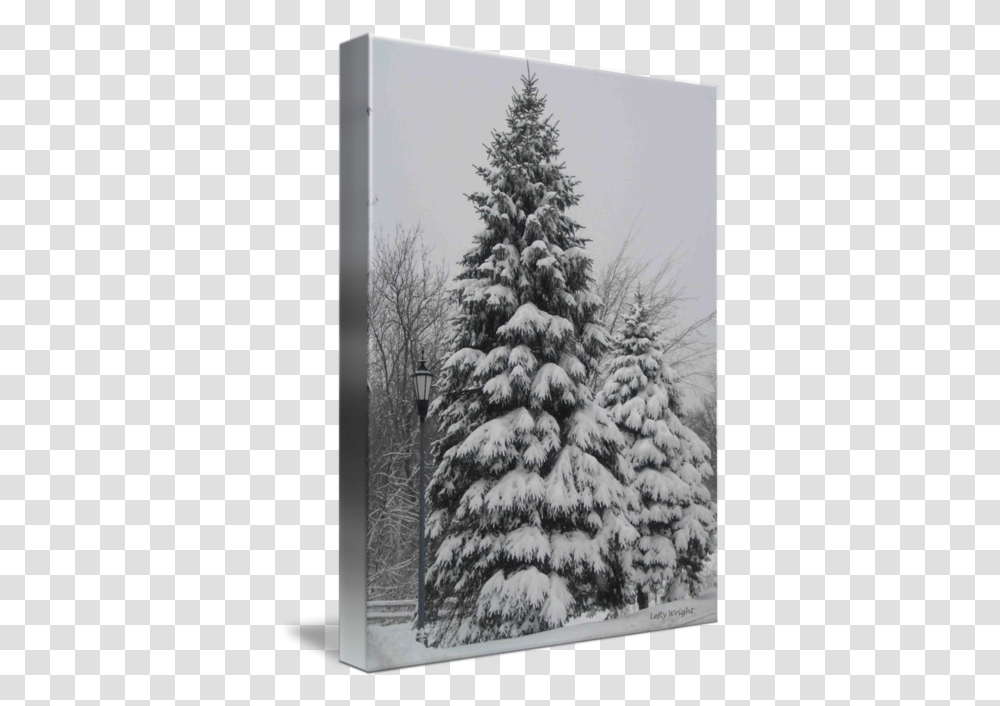 Snowy Pine Tree Picture Christmas Tree, Plant, Fir, Abies, Conifer Transparent Png