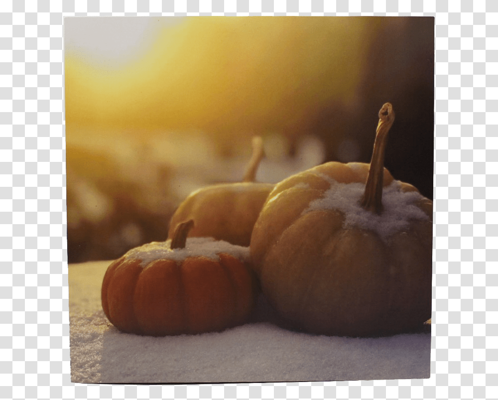 Snowy Pumpkins Art PrintClass Pumpkin, Plant, Vegetable, Food, Produce Transparent Png