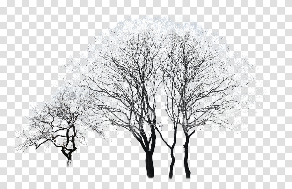 Snowy Trees Download Winter Trees, Ice, Outdoors, Nature, Frost Transparent Png