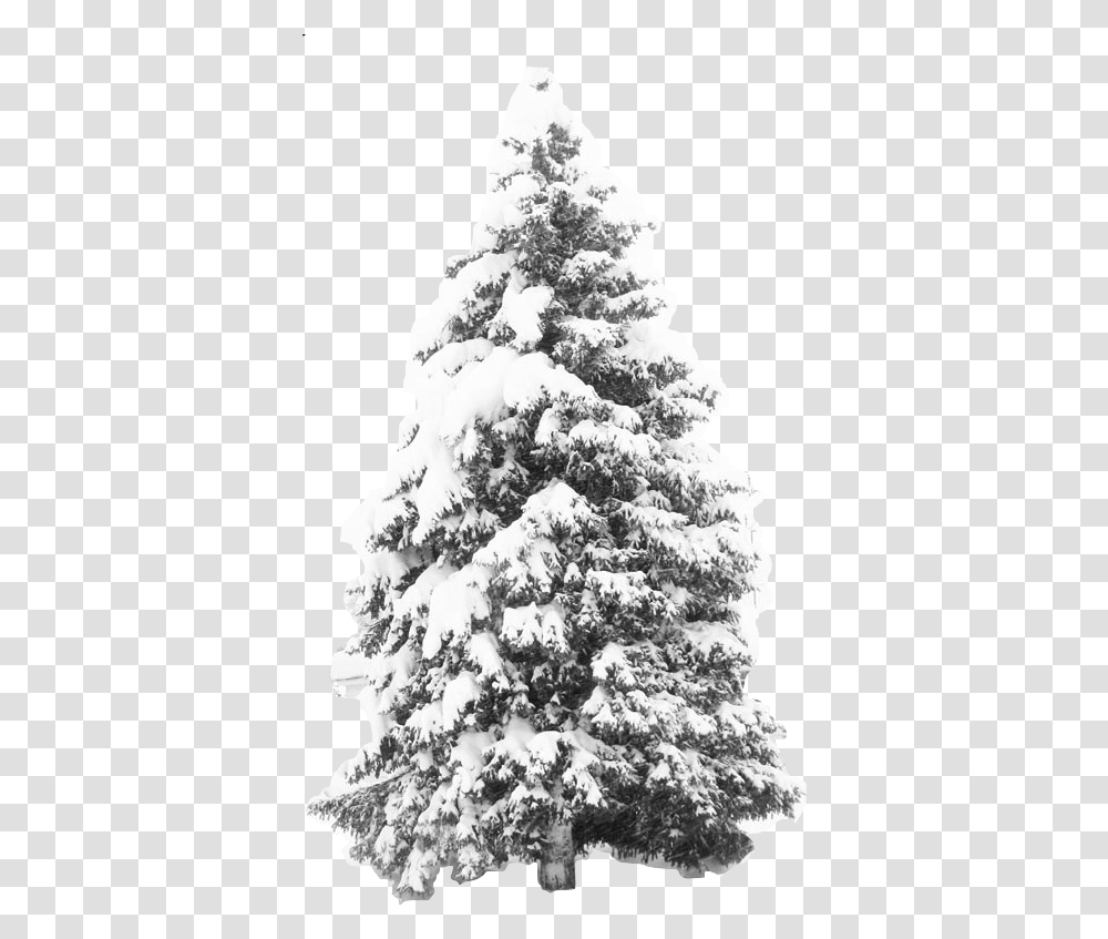 Snowy Trees Image Snow Christmas Tree, Plant, Ornament, Fir, Abies Transparent Png