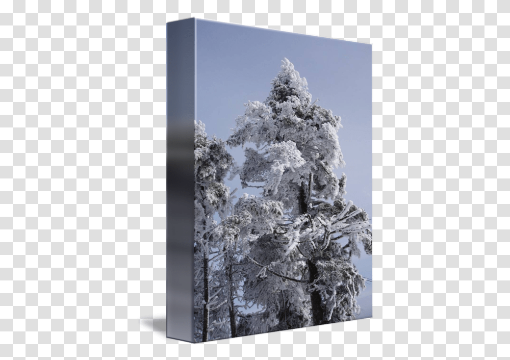 Snowy Trees In Nh By Christine Bauer Steman Spruce, Nature, Outdoors, Ice, Frost Transparent Png