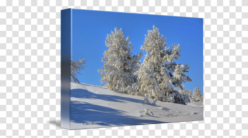 Snowy Trees Snow, Plant, Outdoors, Nature, Ice Transparent Png