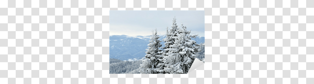 Snowy Trees Sticker • Pixers We Live To Change Snow, Plant, Fir, Abies, Conifer Transparent Png