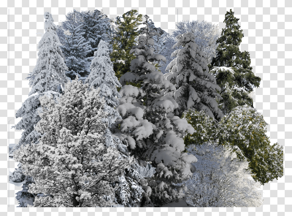 Snowy Trees Transparent Png