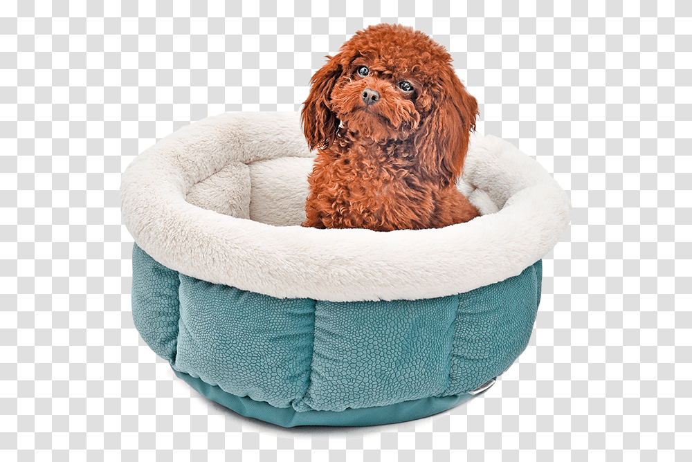 Snug Bug Pet Bed Cat Bed, Canine, Mammal, Animal, Dog Transparent Png