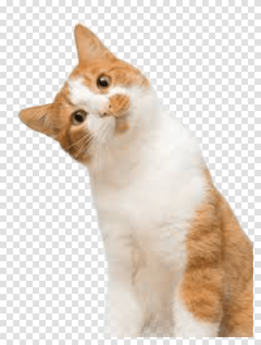 So Cat Cutecat Confusedcat Cat, Abyssinian, Pet, Mammal, Animal Transparent Png