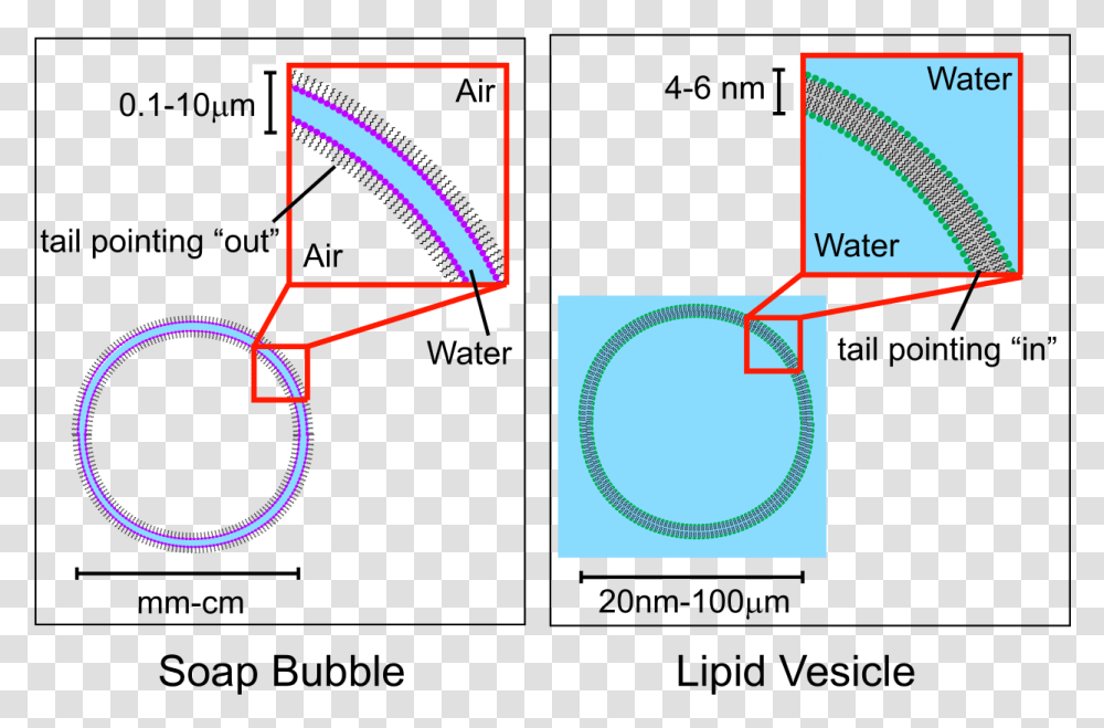 Soap Bubble Membrane, Plot, Diagram, Sphere Transparent Png