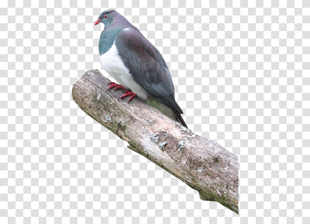 Soap Pigeon Wood Pigeon, Bird, Animal, Dove Transparent Png
