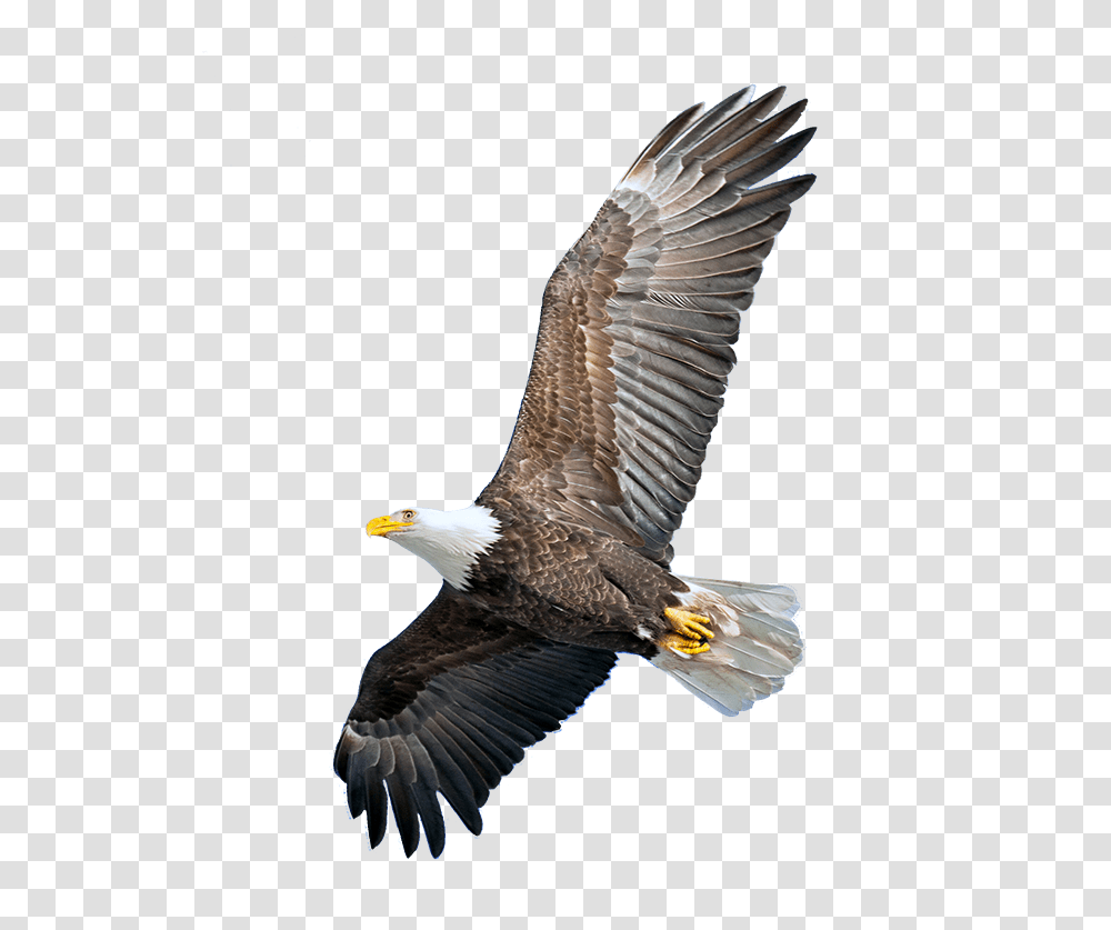 Soar, Bird, Animal, Eagle, Bald Eagle Transparent Png