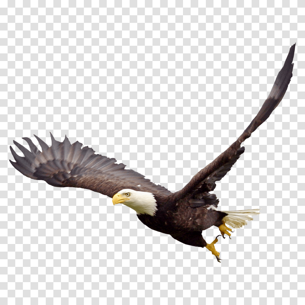 Soaring Eagle, Bird, Animal, Bald Eagle, Flying Transparent Png