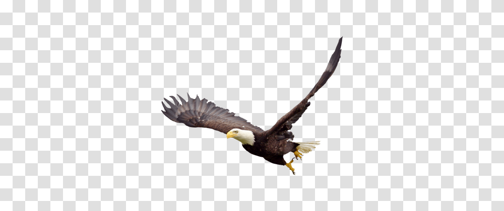 Soaring Eagle Clipart, Bird, Animal, Bald Eagle, Kite Bird Transparent Png