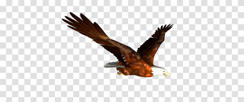 Soaring Eagle Clipart, Bird, Animal, Flying, Kite Bird Transparent Png