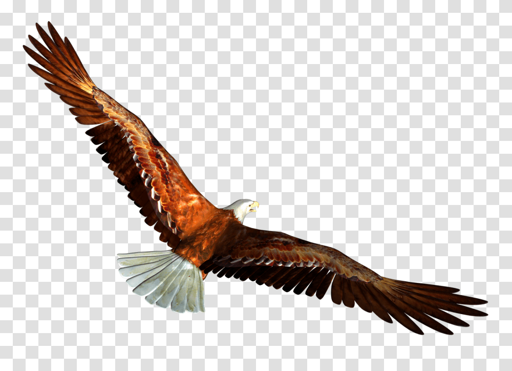 Soaring Eagle Clipart, Bird, Animal, Kite Bird, Flying Transparent Png