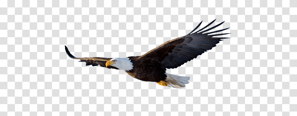 Soaring Eagle Clipart Black And White, Bird, Animal, Bald Eagle, Flying Transparent Png