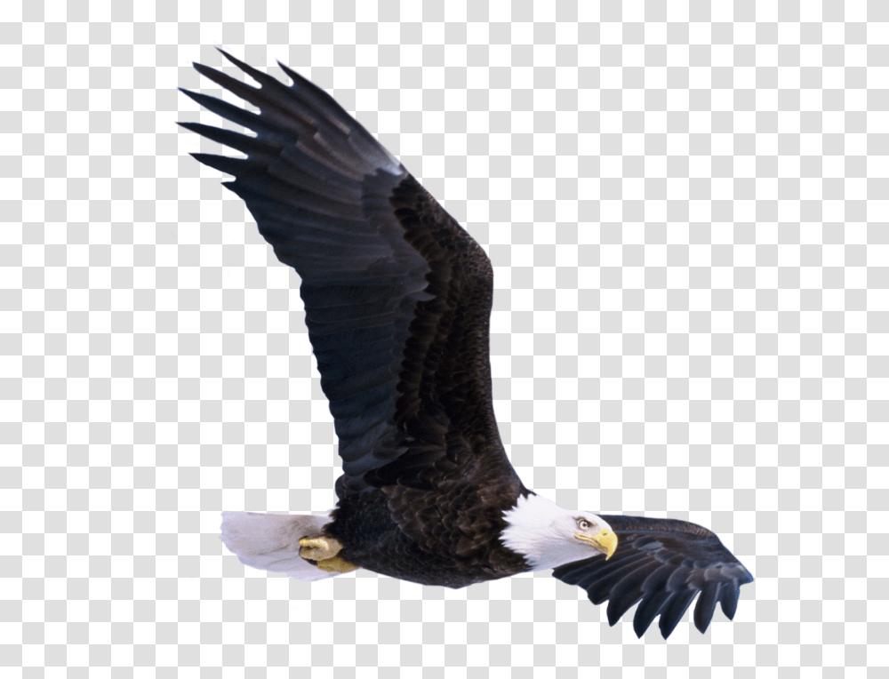 Soaring Eagle Clipart Black And White Birds Hd New Picsart, Animal, Bald Eagle Transparent Png