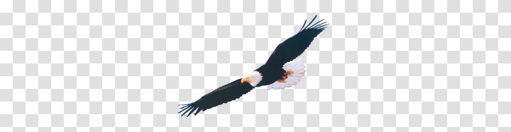 Soaring Eagle Clipart Free Clipart, Bird, Animal, Bald Eagle, Beak Transparent Png
