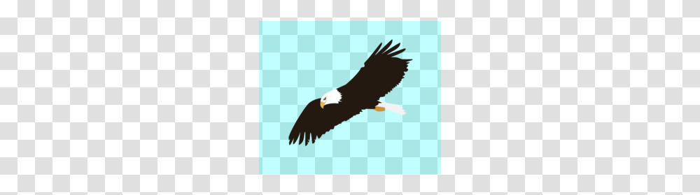 Soaring Eagle Head Clipart, Vulture, Bird, Animal, Condor Transparent Png