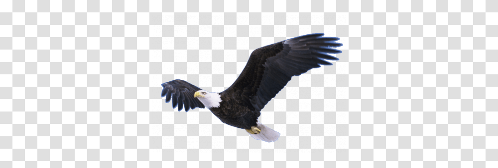 Soaring Eagle Image, Bird, Animal, Flying, Bald Eagle Transparent Png