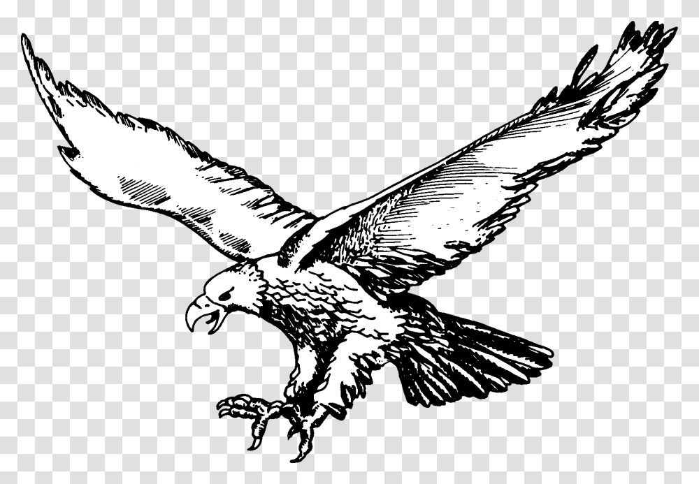 Soaring Eagle Olivet Eagles Logo, Bird, Animal, Hawk, Buzzard Transparent Png